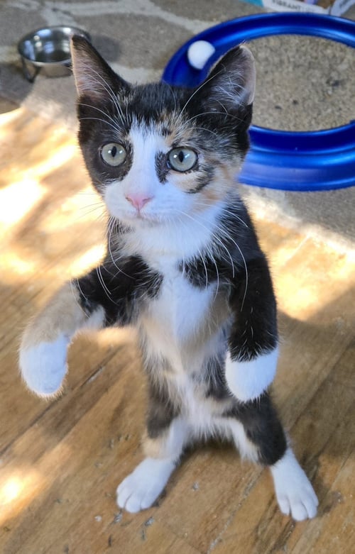 KINSLEY - Calico available for adoption