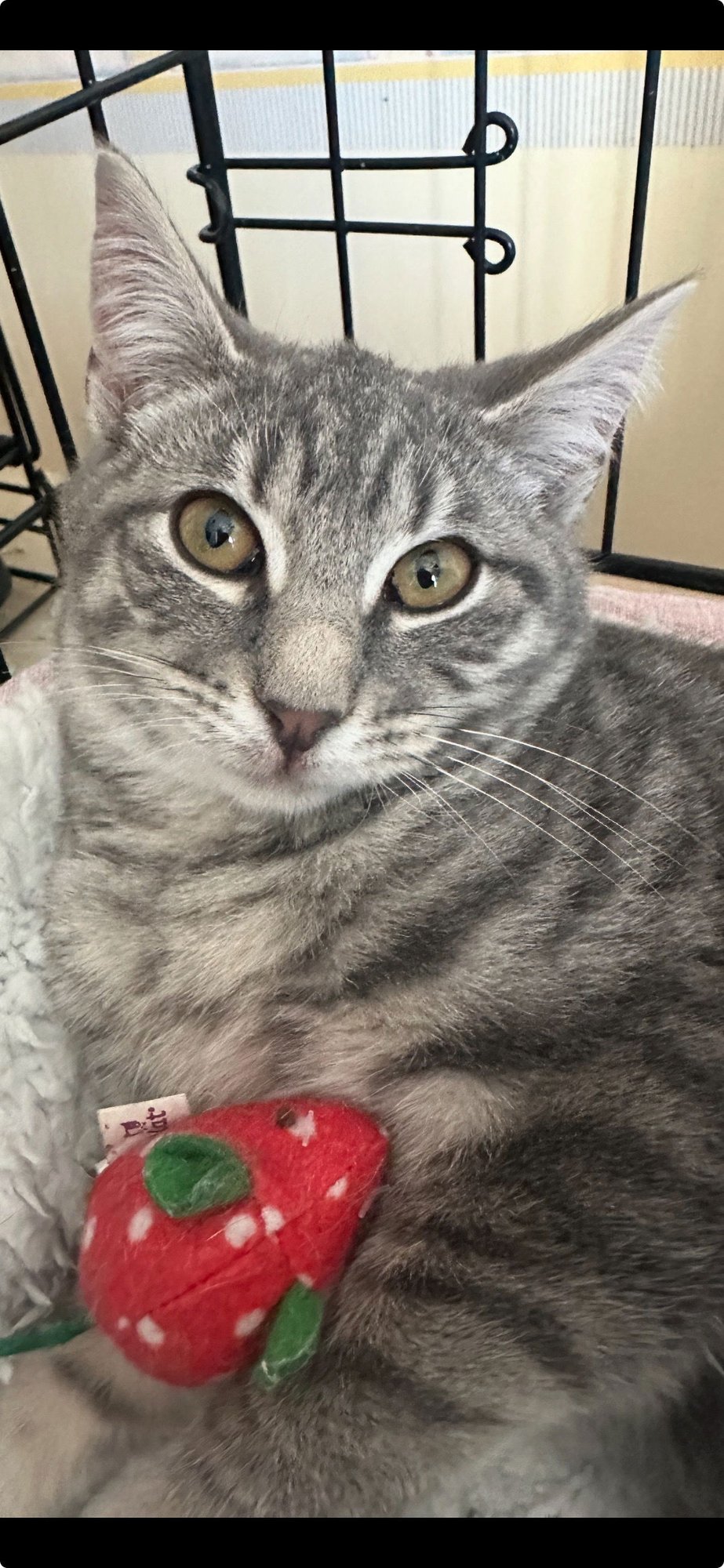 PISTACHIO - Domestic Short Hair available for adoption