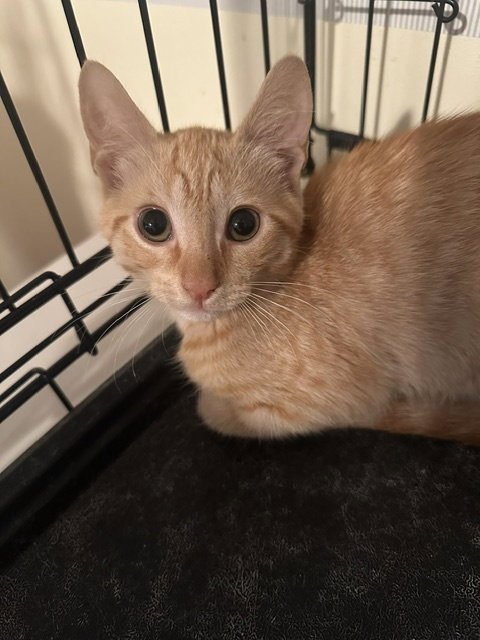 LORELAI - Domestic Short Hair available for adoption