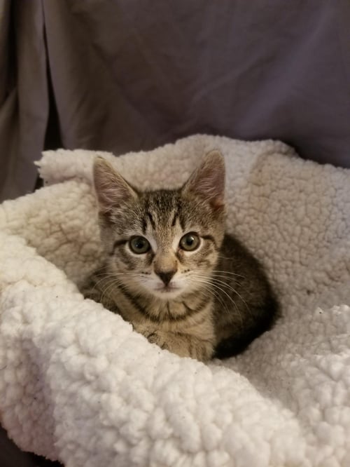 KAIRI - Domestic Short Hair available for adoption