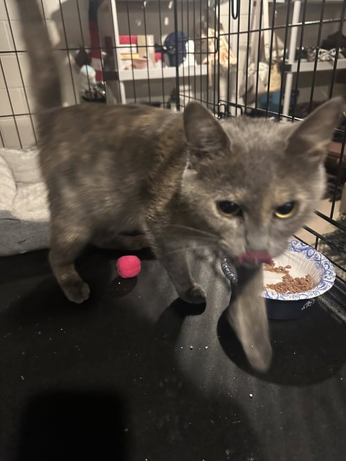 SANDY - Domestic Short Hair available for adoption