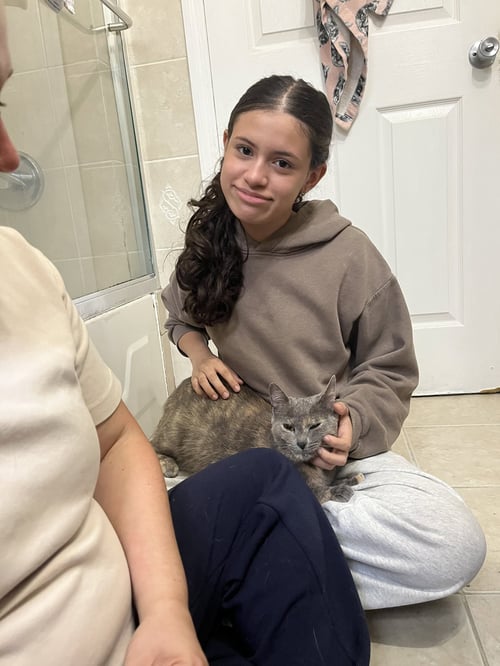 SANDY - Domestic Short Hair available for adoption