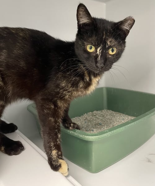 PANSY2 - Domestic Short Hair available for adoption