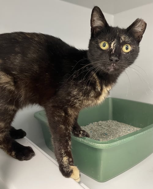 PANSY2 - Domestic Short Hair available for adoption