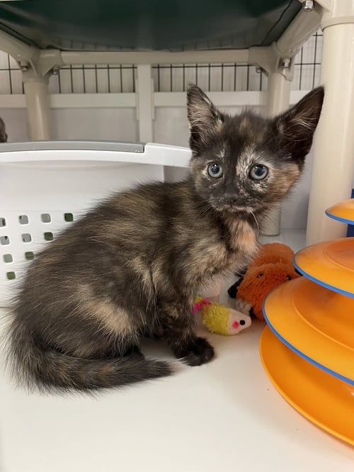 JANET - Domestic Short Hair available for adoption