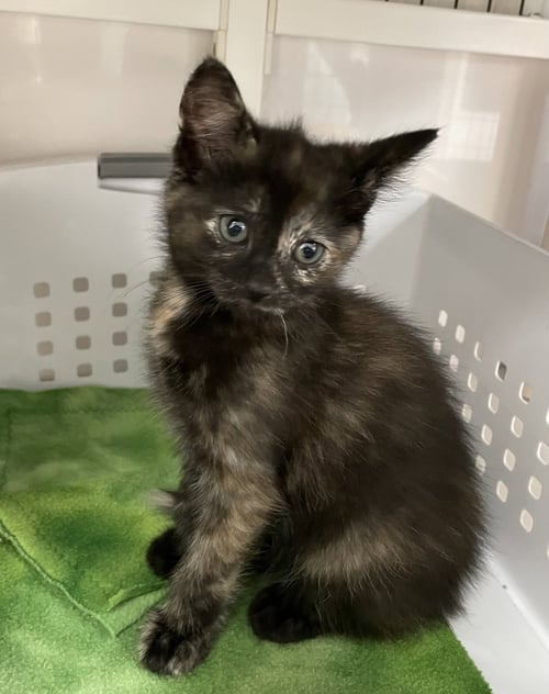 JANET - Domestic Short Hair available for adoption