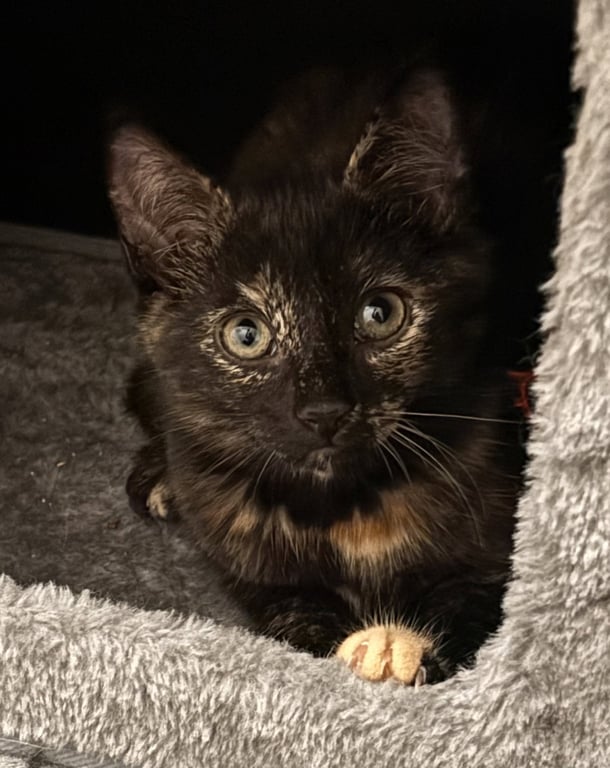 Purrsephone2 Image