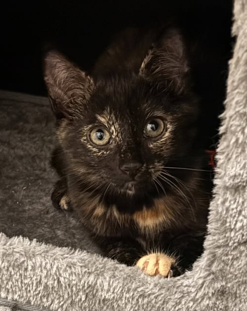 PURRSEPHONE2 - Domestic Short Hair available for adoption