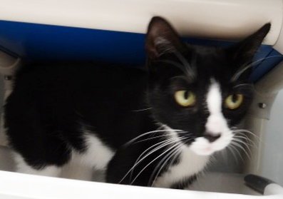 MIA - Domestic Short Hair available for adoption