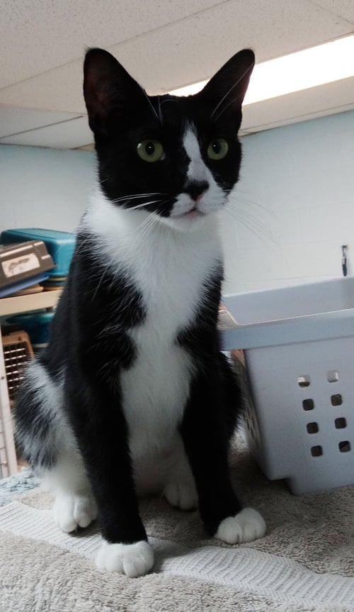 MIA - Domestic Short Hair available for adoption