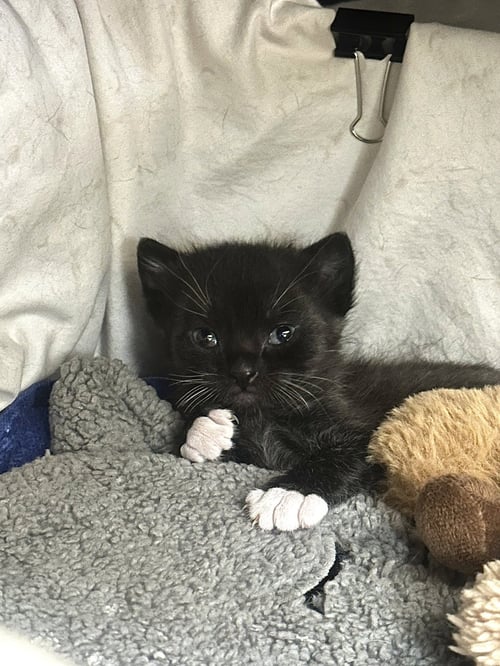 PEARL3 - Domestic Short Hair available for adoption