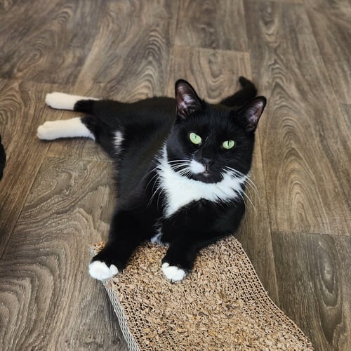 BARNABAS - Domestic Short Hair available for adoption