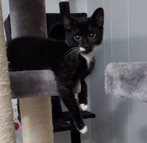 BARNABAS - Domestic Short Hair available for adoption