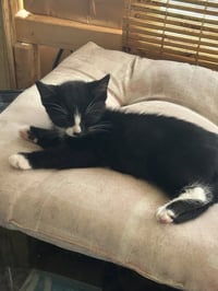 Stuart (Stubbs2) - Photo 1