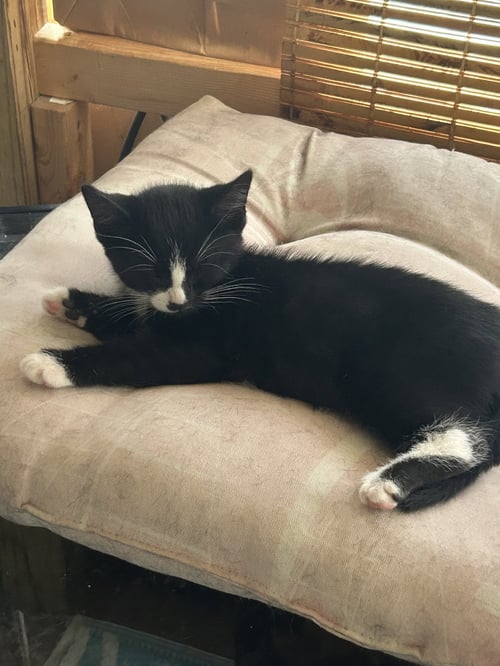 STUART (STUBBS2) - Domestic Short Hair available for adoption