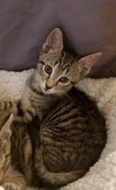 KALI - Domestic Short Hair available for adoption