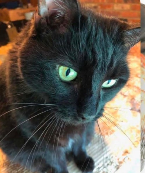 MINI PUCE - Domestic Short Hair available for adoption