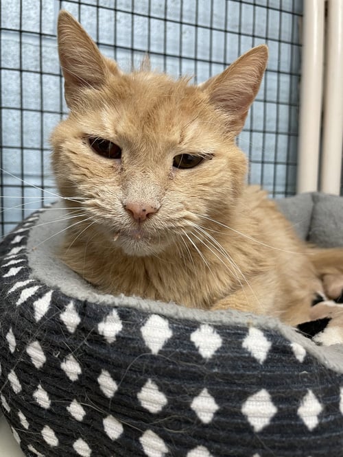 HARLEY - Domestic Short Hair / Tabby available for adoption