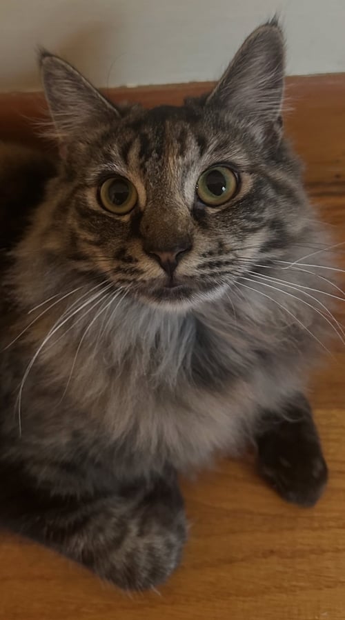 AMBER - Domestic Long Hair available for adoption