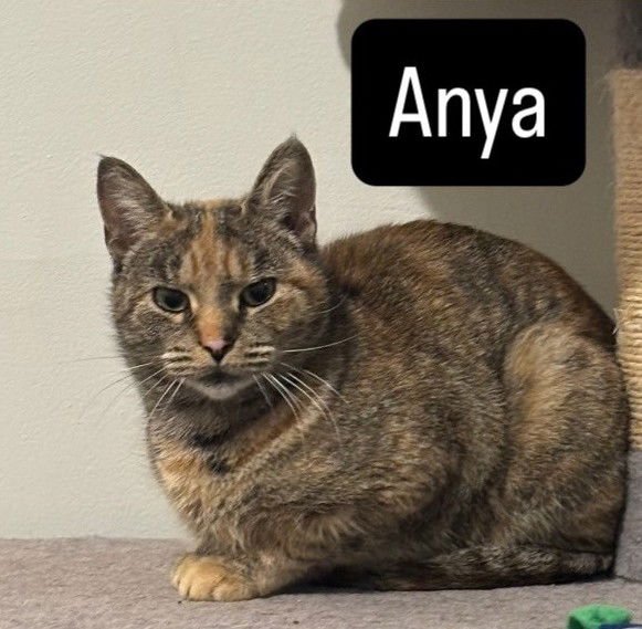 ANYA - Domestic Short Hair available for adoption