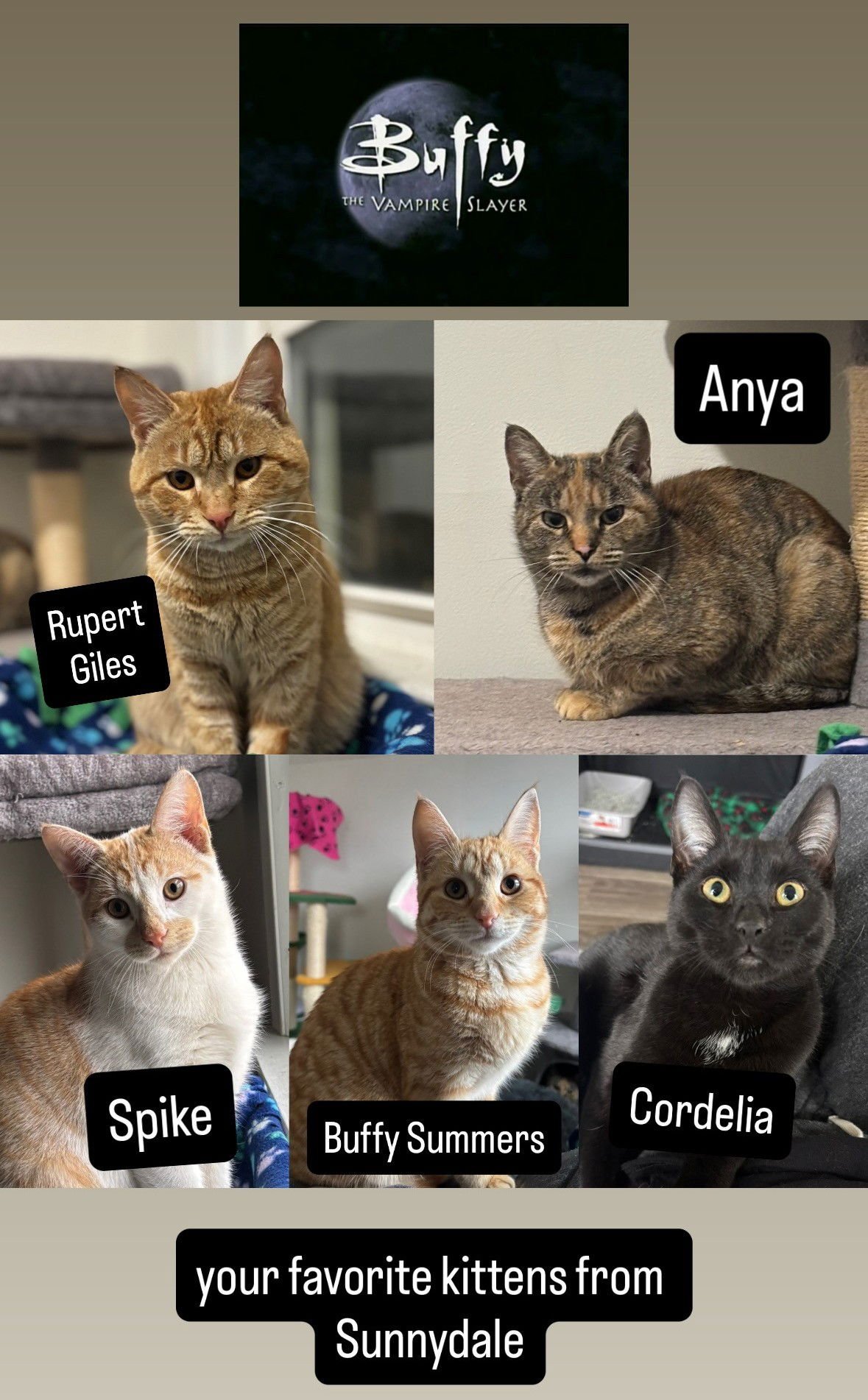 ANYA - Domestic Short Hair available for adoption