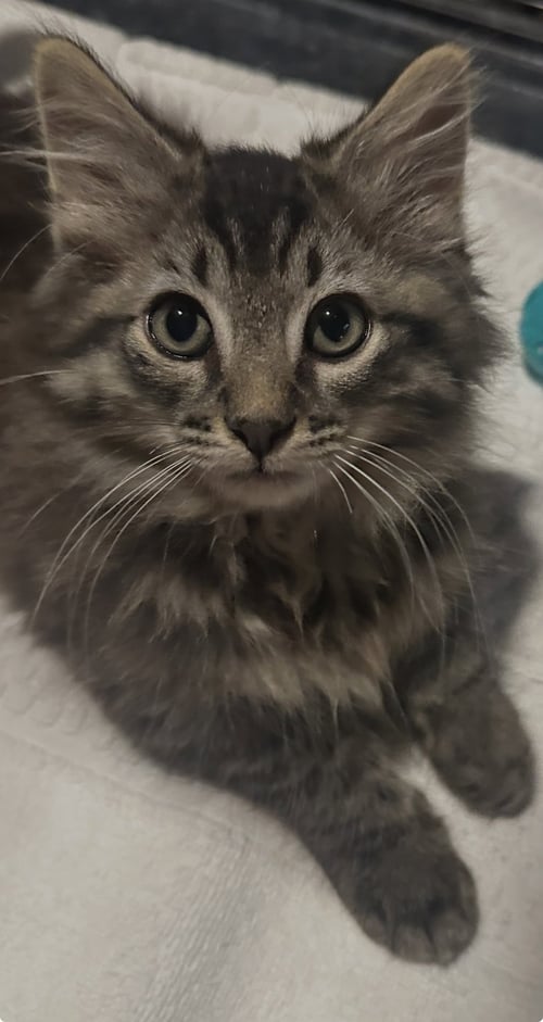SEPTEMBER - Domestic Long Hair available for adoption