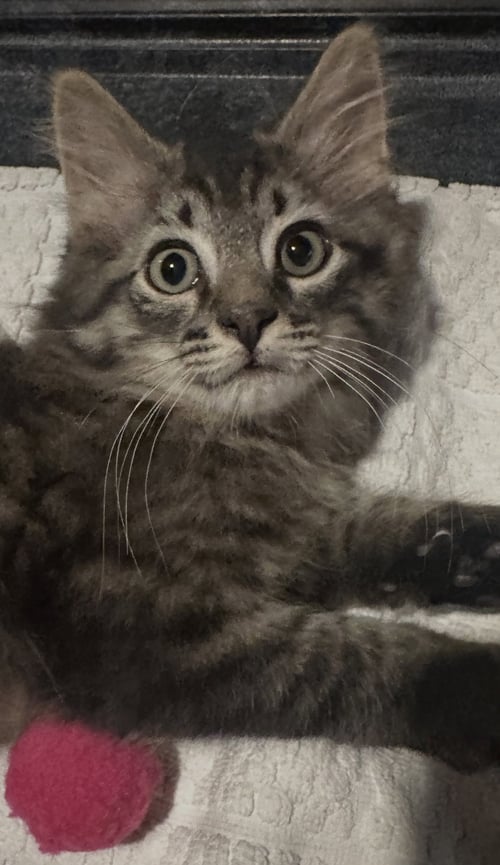 SEPTEMBER - Domestic Long Hair available for adoption