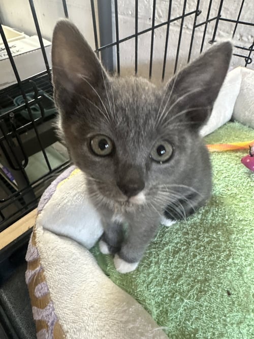 GRAY - Domestic Short Hair available for adoption
