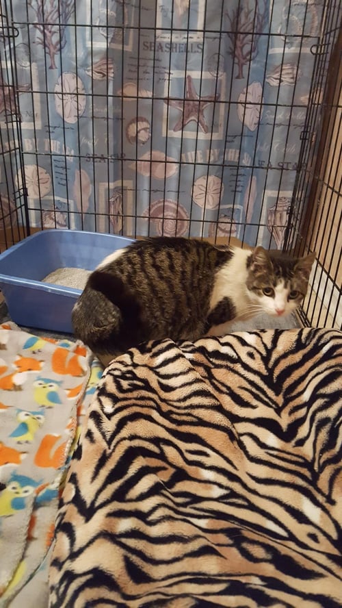 SAMANTHA 4 - Domestic Short Hair available for adoption