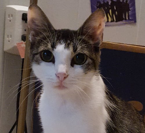 SAMANTHA 4 - Domestic Short Hair available for adoption