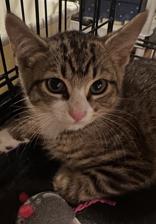 PRESTON - Domestic Short Hair available for adoption