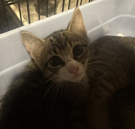 PRESTON - Domestic Short Hair available for adoption