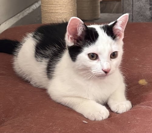 CERBERUS - Domestic Short Hair available for adoption