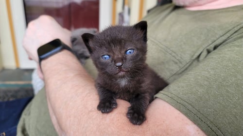 ROWAN2 - Domestic Short Hair available for adoption