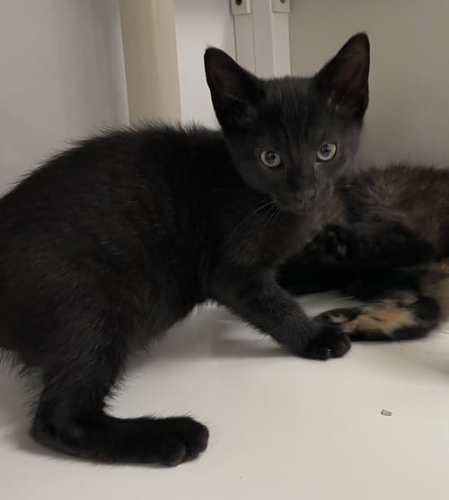 ROWAN2 - Domestic Short Hair available for adoption