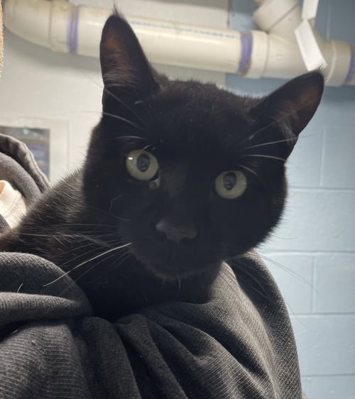 DARBY - Domestic Short Hair available for adoption