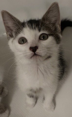 CALYPSO - Domestic Short Hair available for adoption