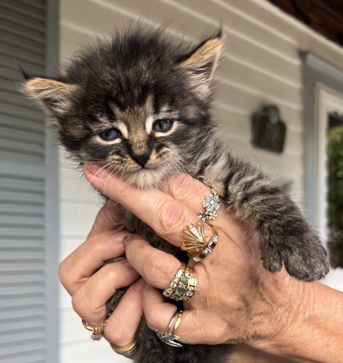 BANANA - Domestic Medium Hair available for adoption