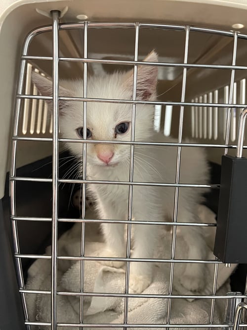 BABE - Domestic Short Hair available for adoption