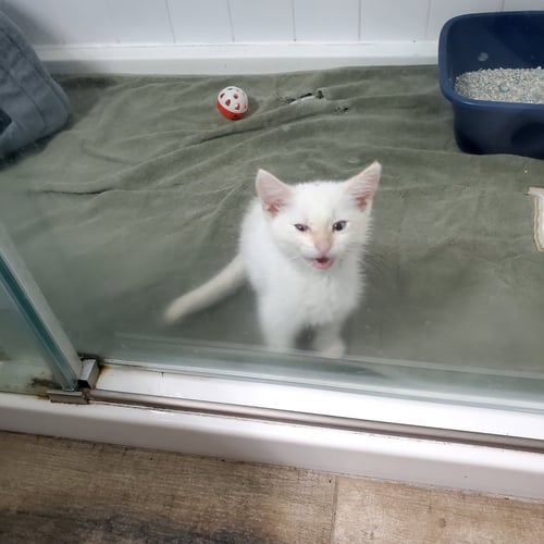 BABE - Domestic Short Hair available for adoption