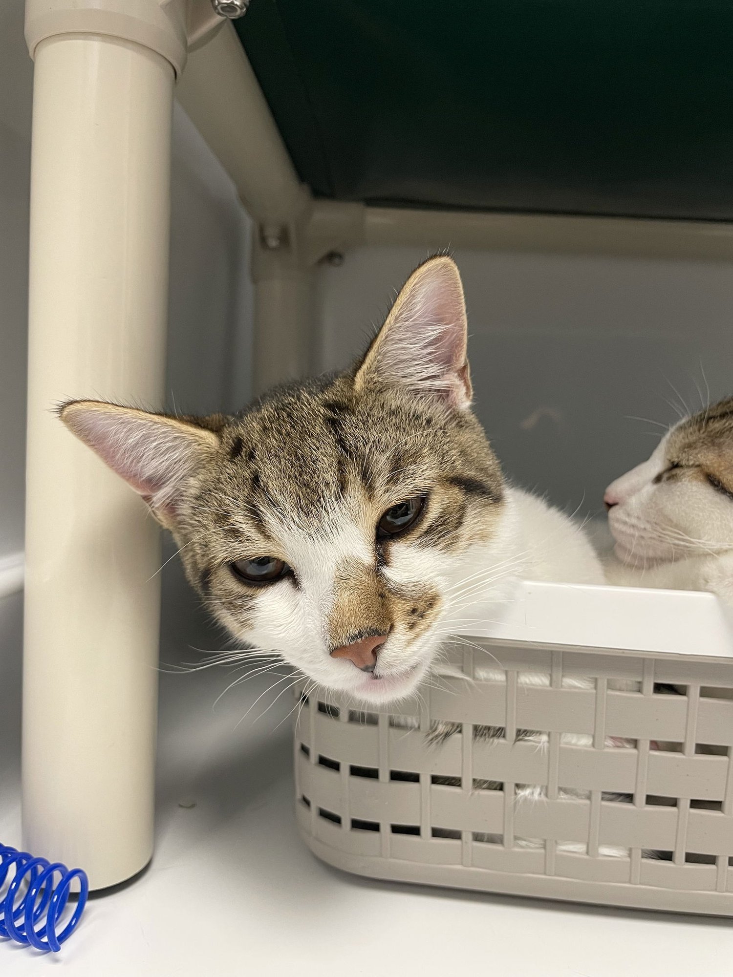 MOOSE - Domestic Short Hair available for adoption