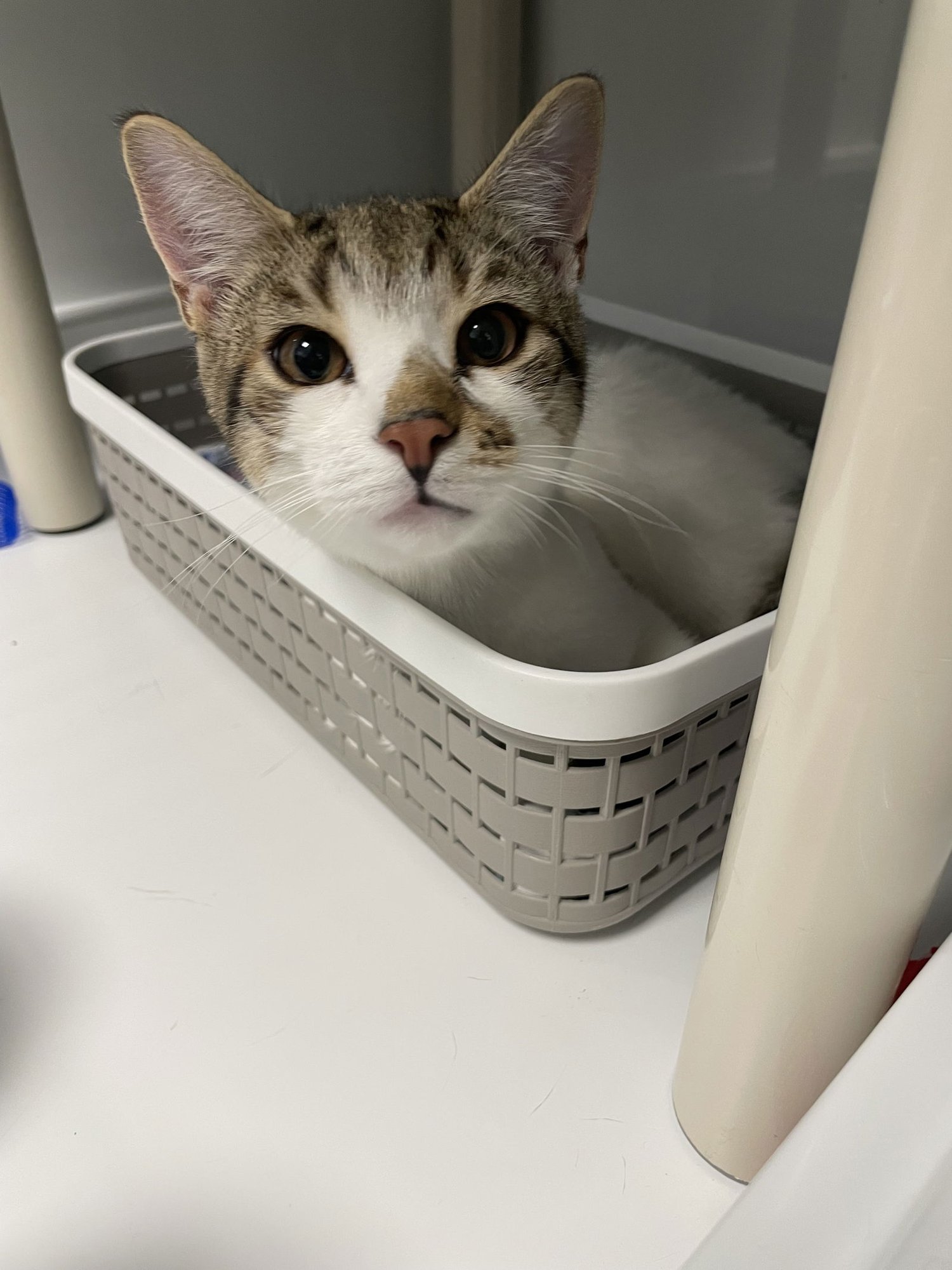 MOOSE - Domestic Short Hair available for adoption