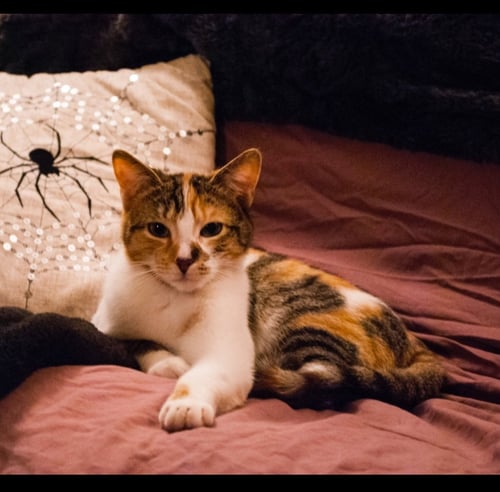 AILEEN - Domestic Short Hair available for adoption