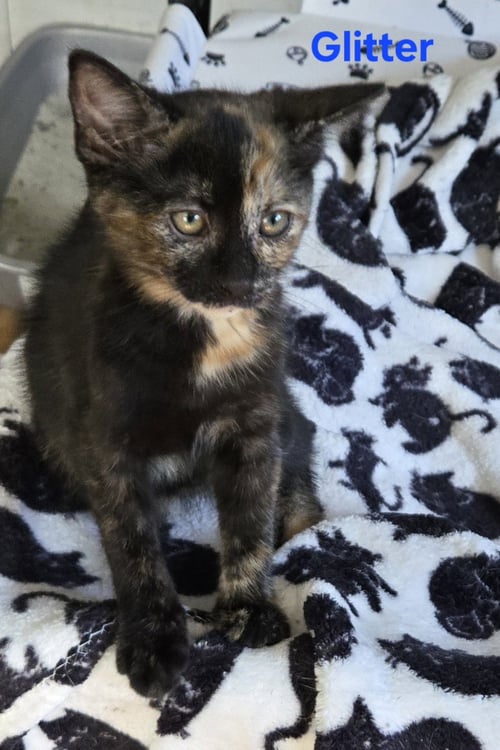 GLITTER - Domestic Short Hair available for adoption