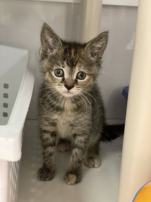 CHRISSY - Domestic Short Hair available for adoption