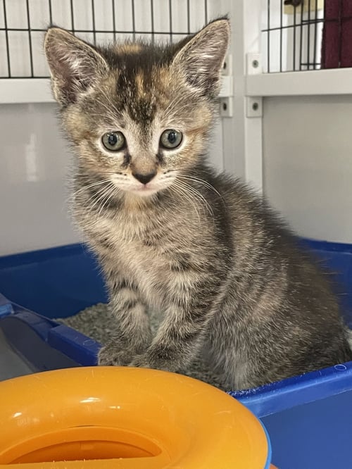 CHRISSY - Domestic Short Hair available for adoption