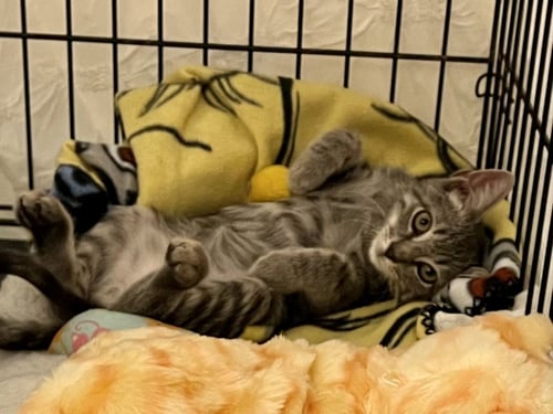 LUCA - Domestic Short Hair available for adoption