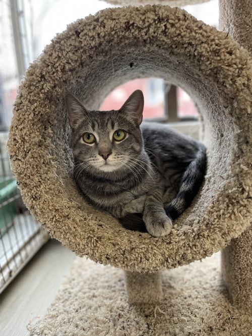 LUCA - Domestic Short Hair available for adoption