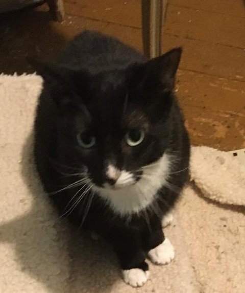 POPPY - Domestic Short Hair available for adoption