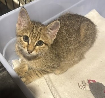 BRISTOL - Domestic Short Hair available for adoption